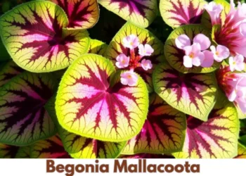 begonia mallacoota